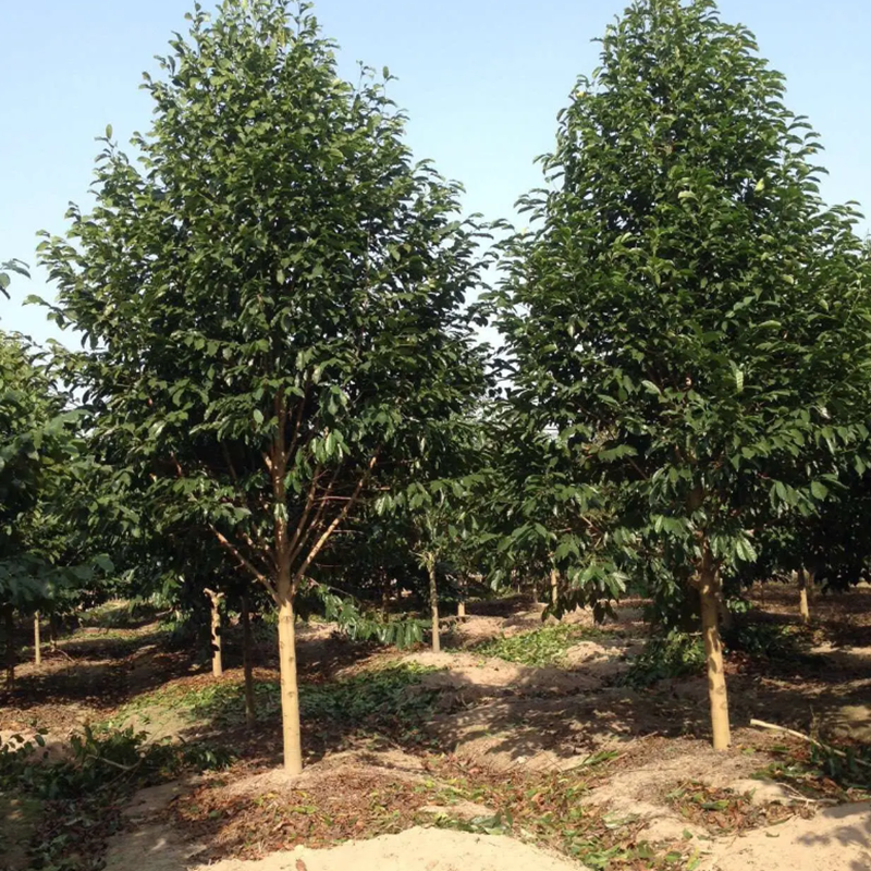 庭院别墅乐昌含笑深山含笑树苗白兰花苗四季常青大型行道绿化乔木,鲜花速递/花卉仿真/绿植园艺,行道树/乔木,淘宝优惠券,粉丝福利购,淘宝优惠卷