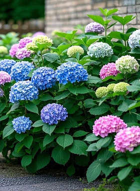 大花重瓣无尽夏绣球花苗盆栽老桩浓香花阳台室内庭院八仙花卉耐寒