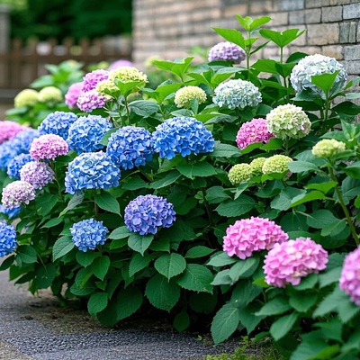 大花重瓣无尽夏绣球花苗盆栽老桩