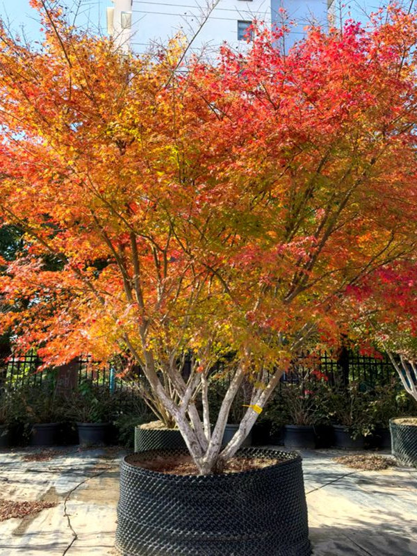 鸡爪槭树苗别墅庭院大型耐寒绿化风景树彩叶造型丛生鸡爪槭红枫苗