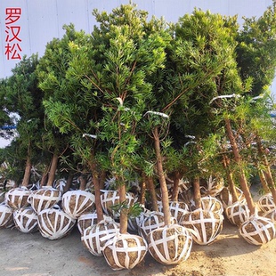庭院罗汉松树苗盆栽万年青珍珠盆栽雀舌米叶罗汉松庭院室内养耐寒