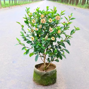 含笑花苗绿植盆栽绿化四季常青浓香花卉耐寒植物庭院阳台当年开花