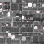图像分类 实例语义分割部署和源码 Python yolov5目标检测