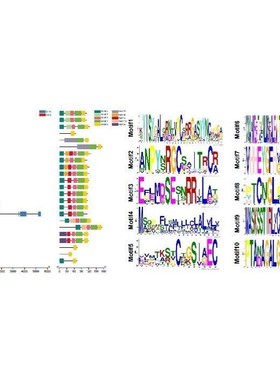 10xRNA单细胞原始数据分析10xST空转数据分析服务
