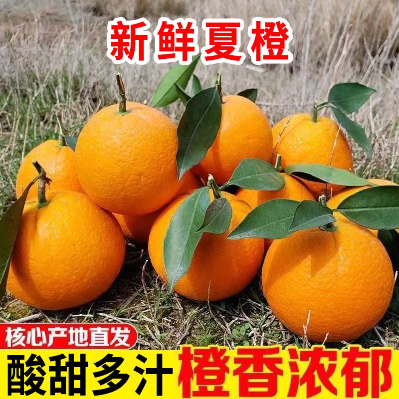 2026年头茬当季新鲜橙子夏橙酸甜感新鲜橙子水果现摘新鲜榨汁橙顺