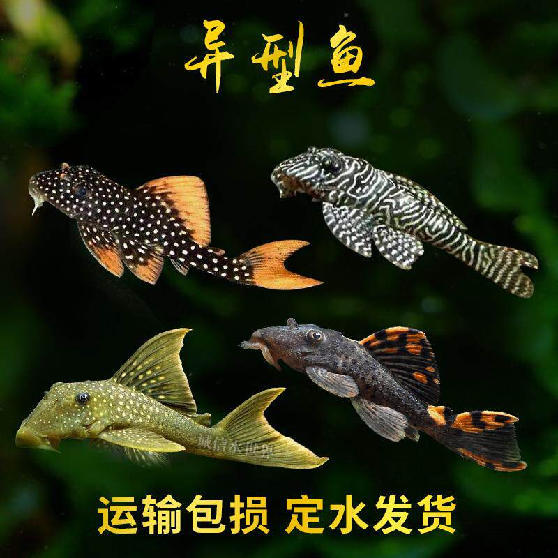 坦克异形鱼异型帝王迷宫血钻清道夫皇后雪球熊猫红老虎黑白双星