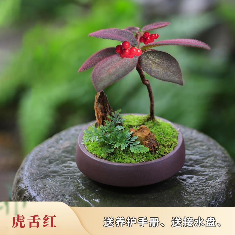 禅意盆景虎舌红室内造景微景观耐阴桌面绿植茶室盆栽情绪稳定植物