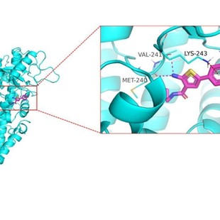分子对接蛋白对接药物发现药物设计