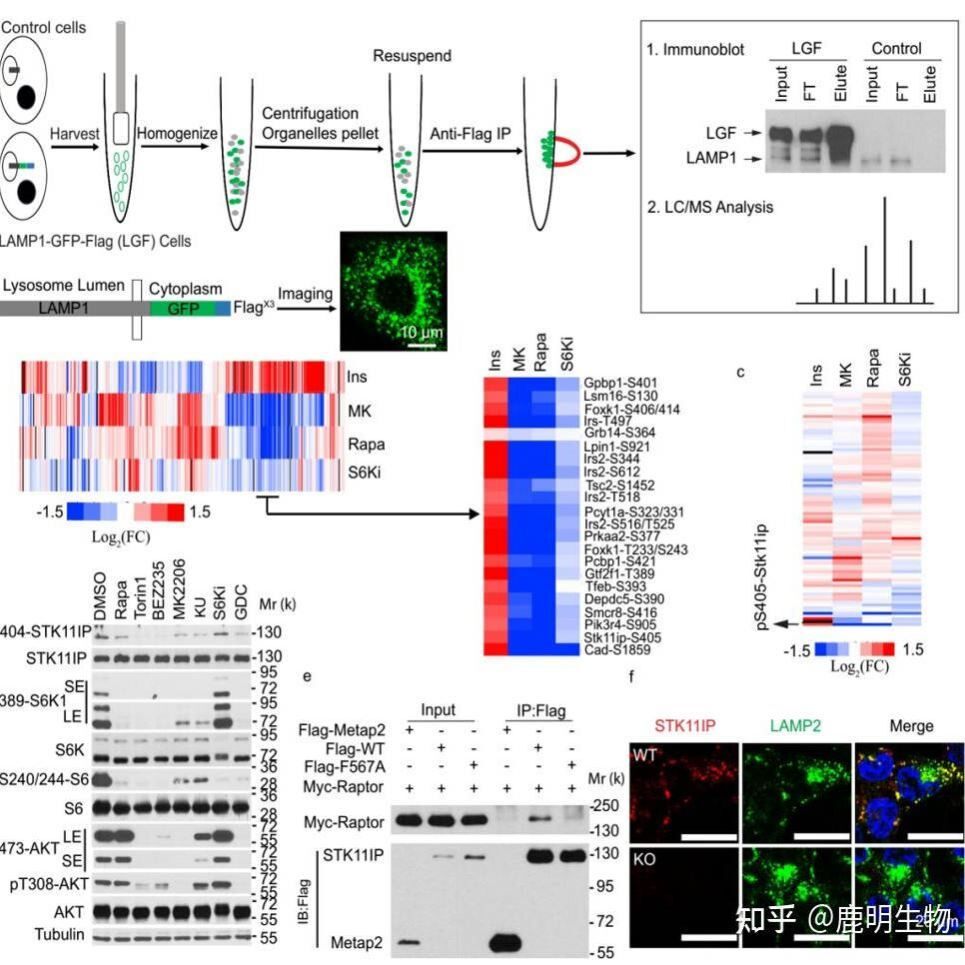 蛋白质组学生信分析(超详细教程代码)赠送代谢组学与脂质组学分析