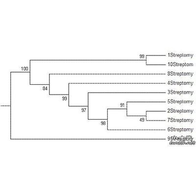 进化树/基因家族分析/作树/系统发育树/发生树/phylogenetic tree