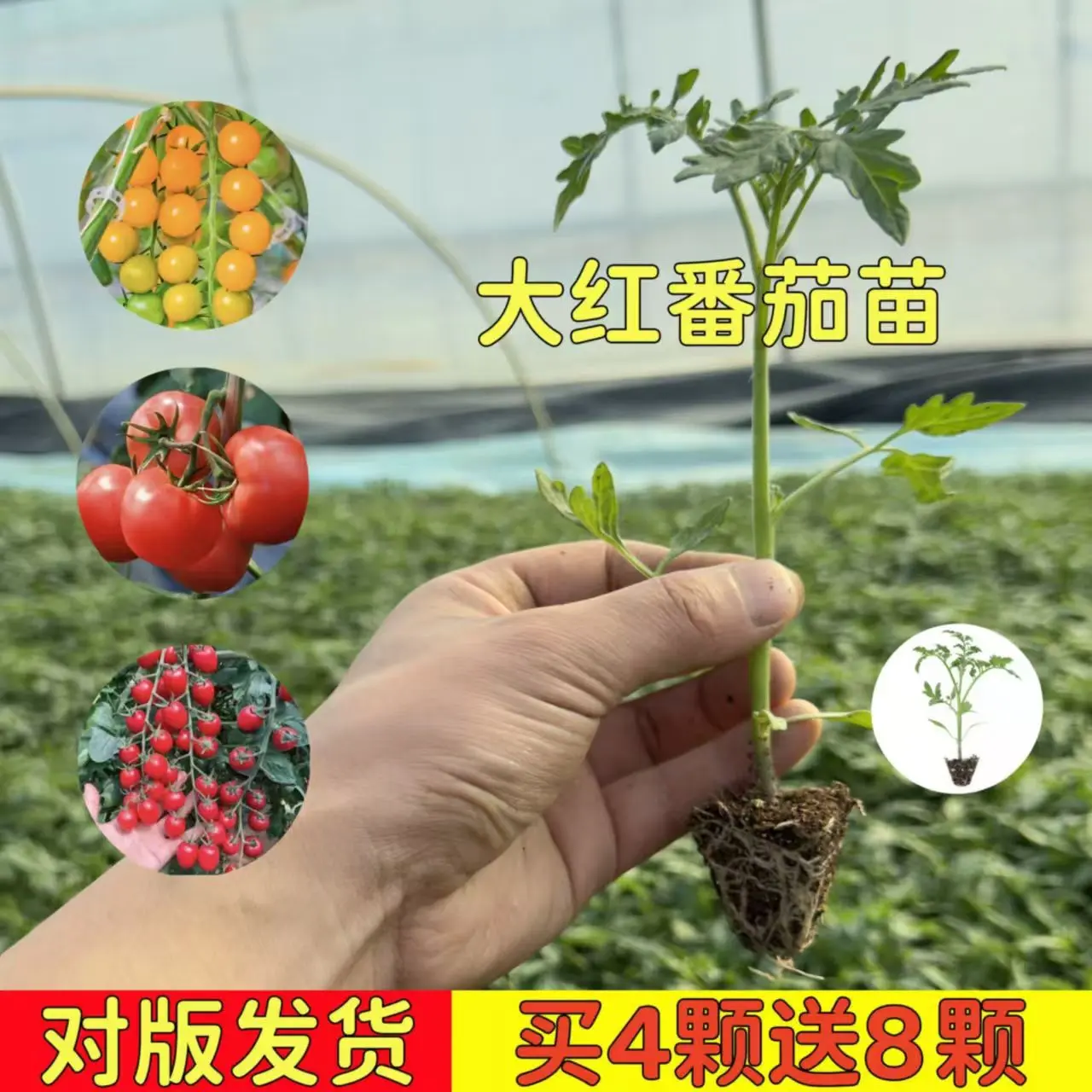 大粉番茄西红柿秧苗沙瓤四季阳台沙甜高产籽大果田园蔬菜