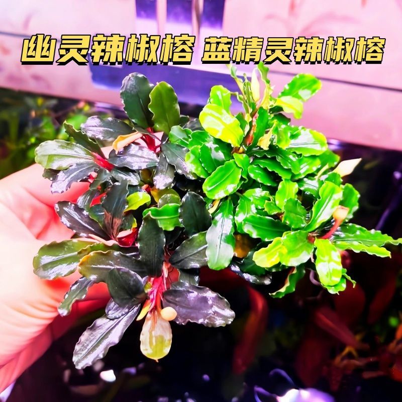 水下叶幽灵蓝精灵辣椒榕沉木水草鱼缸造景草缸稀有新手懒人水榕类