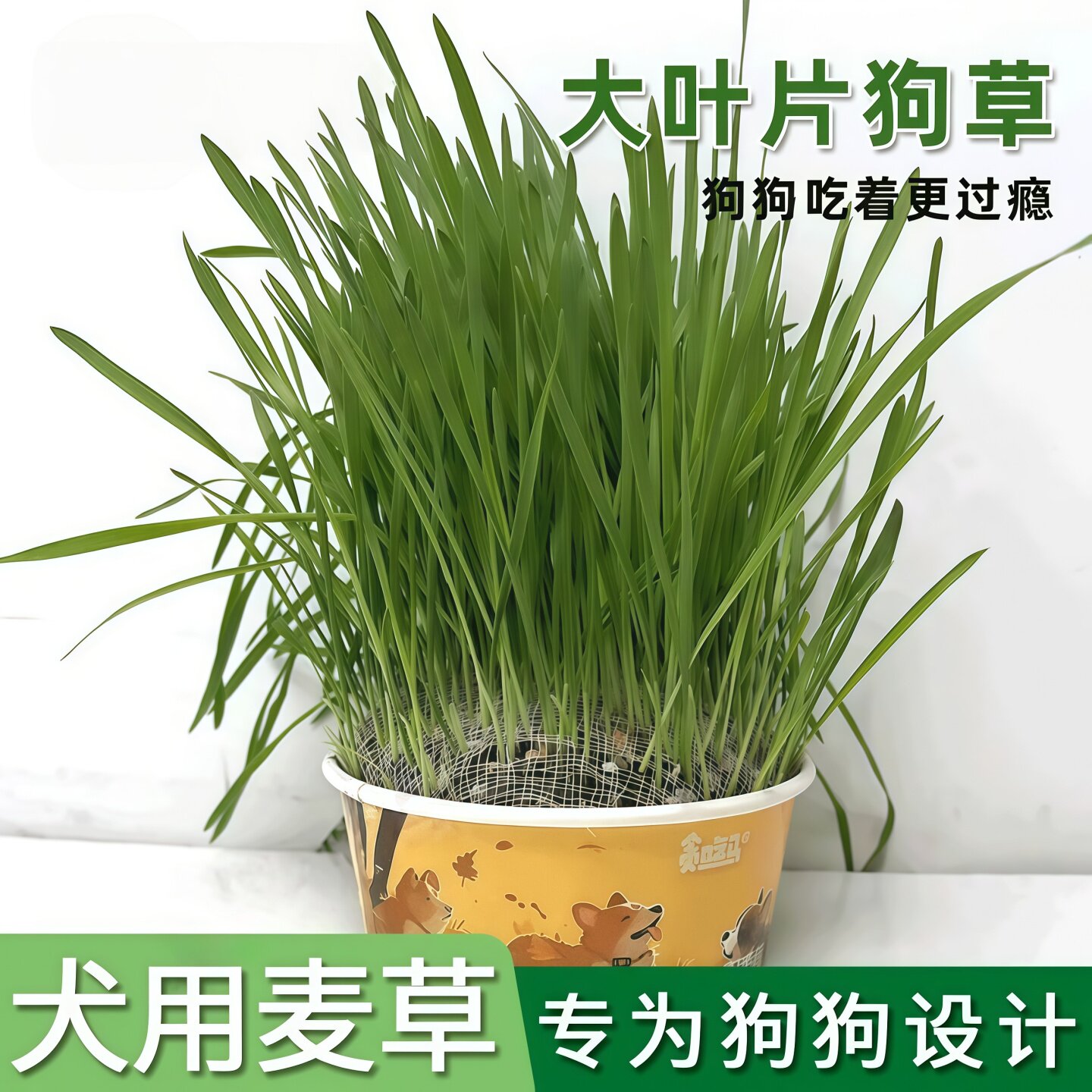 宠物狗草犬用麦草无土狗草狗零食