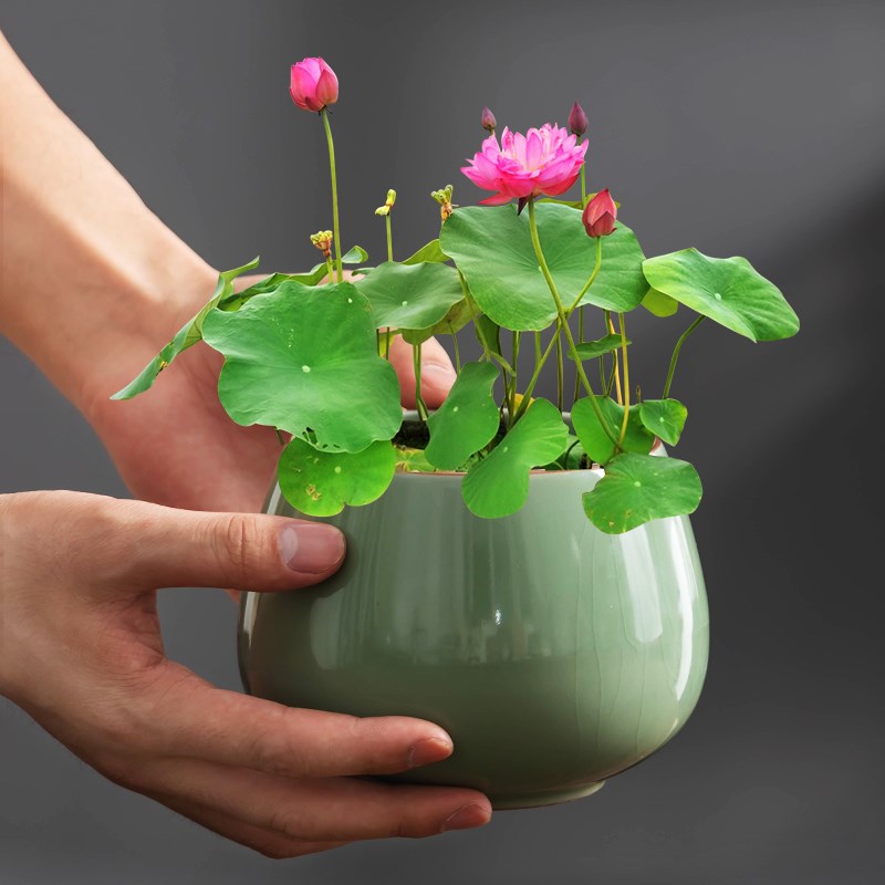 碗莲专用水培家用汝窑中式花盆陶瓷绿植小O盆栽办公室桌面小摆件图片