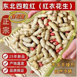 2025年新货红皮花生四粒红生花生带壳新鲜晒干带壳原味农家自种