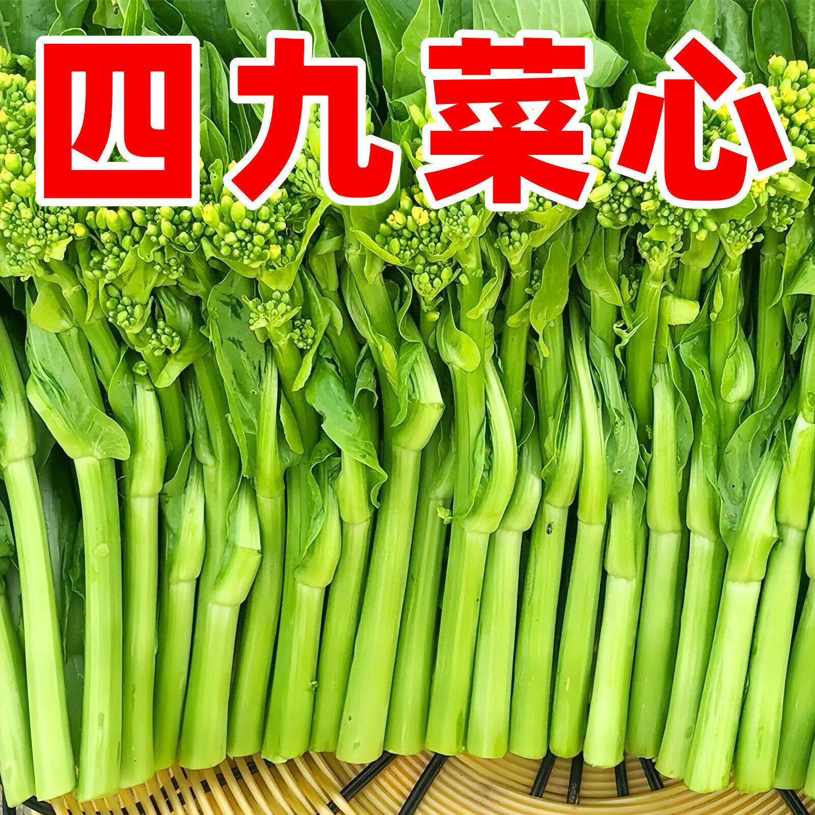 四九菜心种子四季甜菜心籽广东青菜种籽菜苔农家盆栽阳台蔬菜种孑