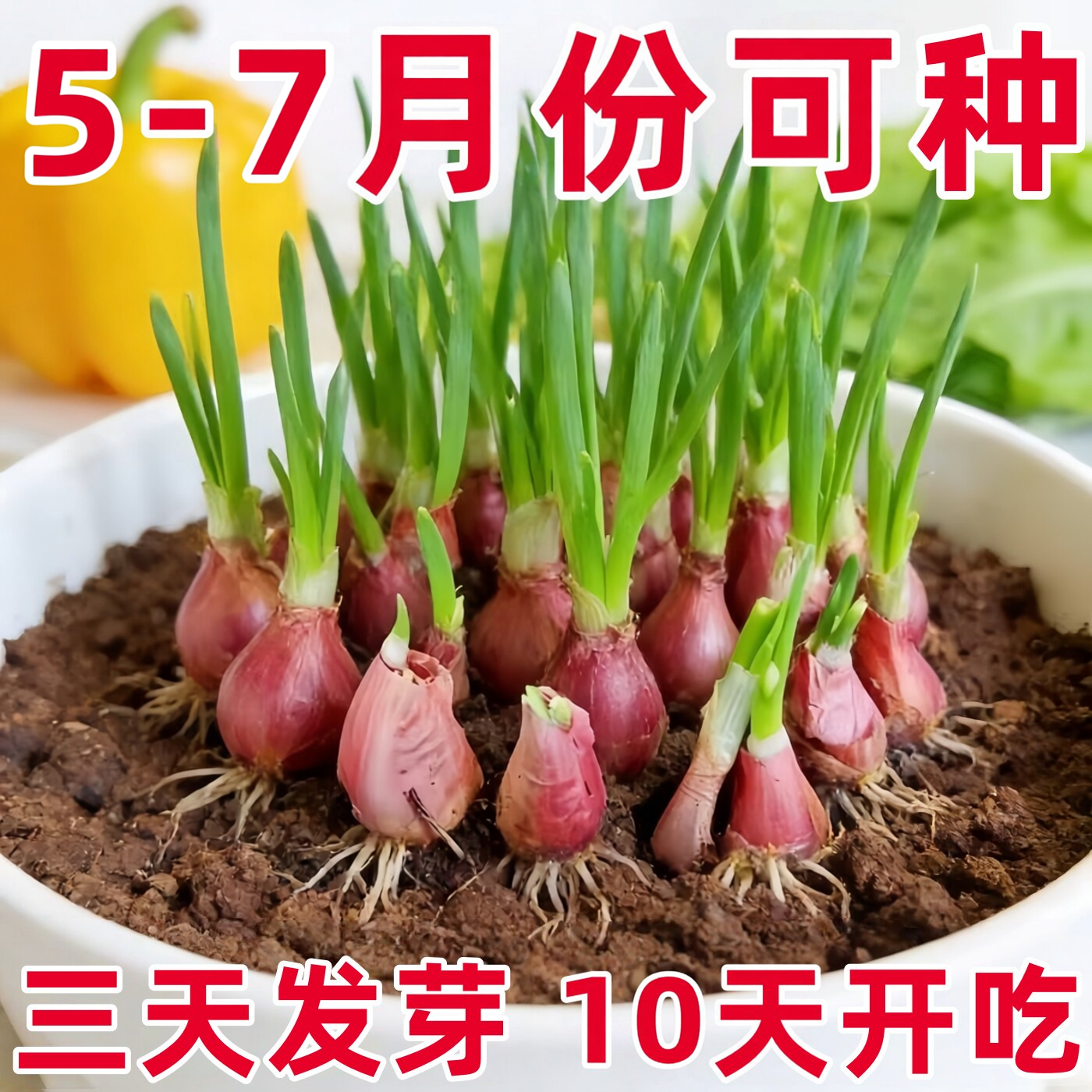 【不活包赔】正宗红葱头四季播种火葱头种子熬油本地老品种小香葱