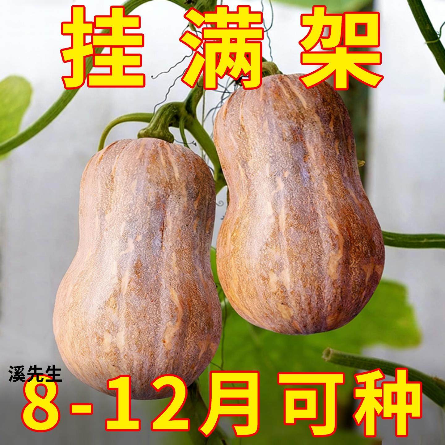 花生蜜本南瓜种子种籽粉甜小南瓜籽种春季阳台四季蔬菜籽种孑大全,鲜花速递/花卉仿真/绿植园艺,家庭园艺种子,淘宝优惠券,粉丝福利购,淘宝优惠卷