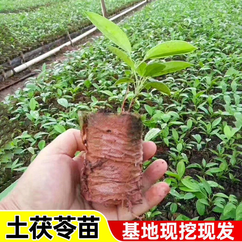 土茯苓中药材苗白肉种植苗正宗中药南方可种带土发货庭院种植