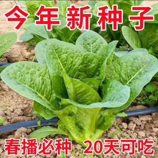 孔雀菜种子春播家庭阳台盆栽蔬菜罗马菜直立生菜四季播生菜种籽