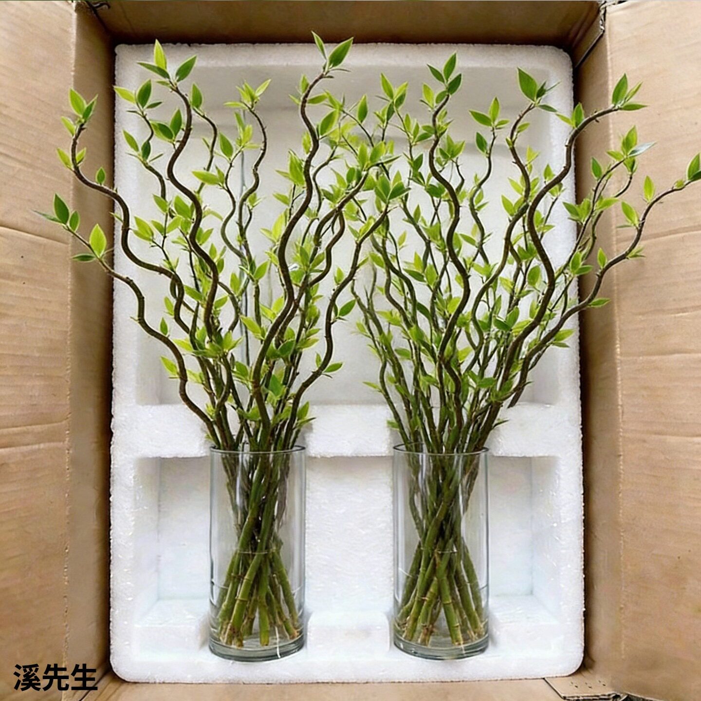 龙柳鲜枝水培植物客厅旺宅绿植雪柳带花苞花卉室内盆栽好养活国风