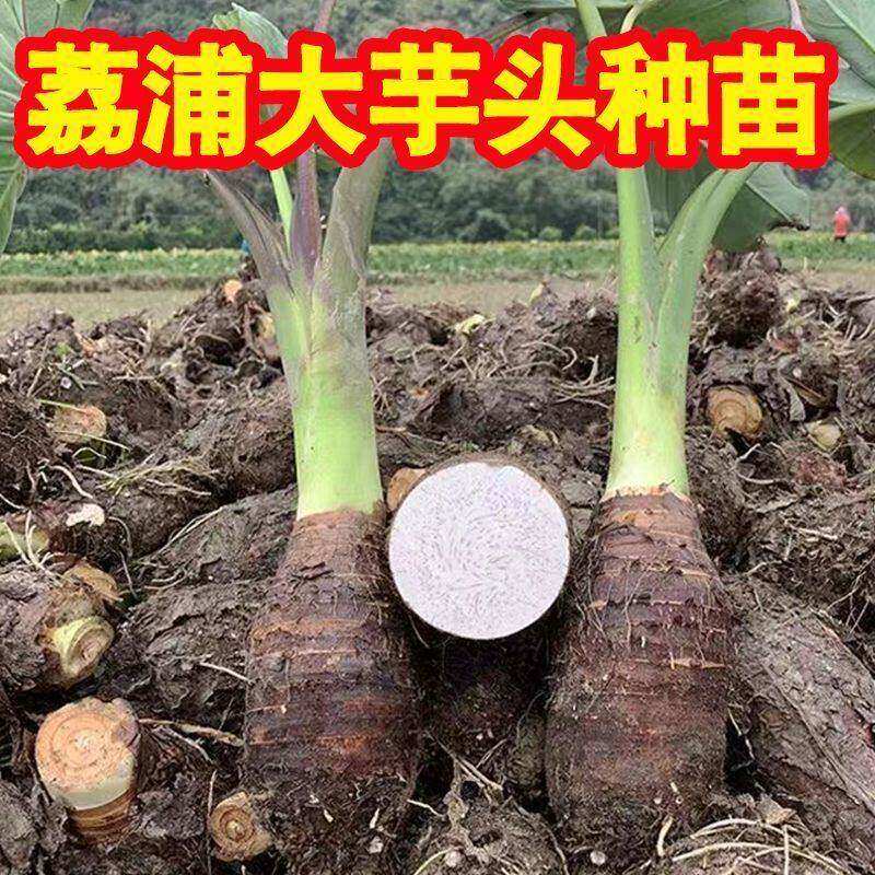 正宗广西桂林荔浦香芋头种植苗槟榔芋紫藤芋子仔蔬菜种