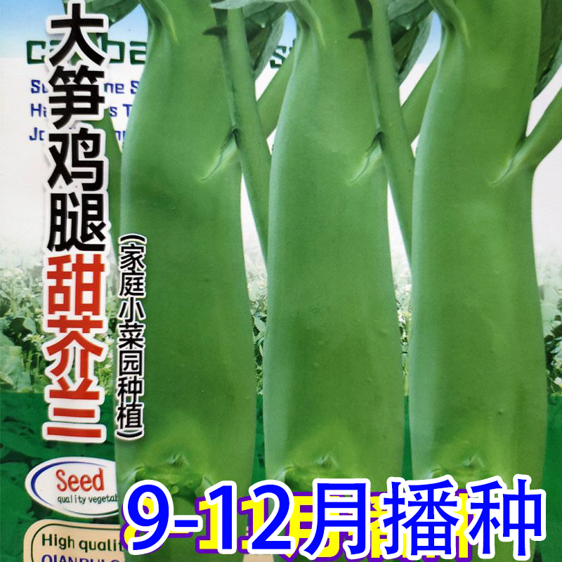 大笋鸡腿甜芥兰种子甜脆芥菜芥蓝菜蔬菜种子小菜园种籽