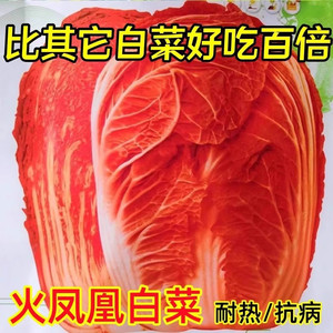 火凤凰大白菜种籽四季红白菜种子阳台盆栽种植奶油黄心菜种孑大全