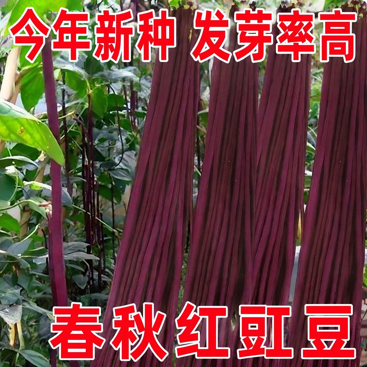 :春秋红豆角种子紫色长豆角长豇豆高产耐热耐寒四季豆红色架豆角.