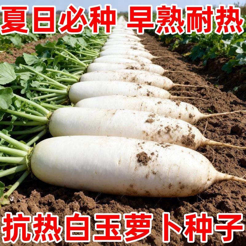 【耐高温40度】夏季白玉萝卜种子抗热抗病耐抽苔高产大白萝卜种子
