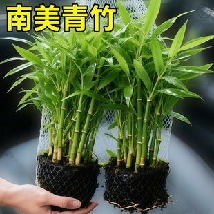 南美青竹坨草水竹水下叶鱼缸造景定植水草植物阴性溪流缸懒人新手