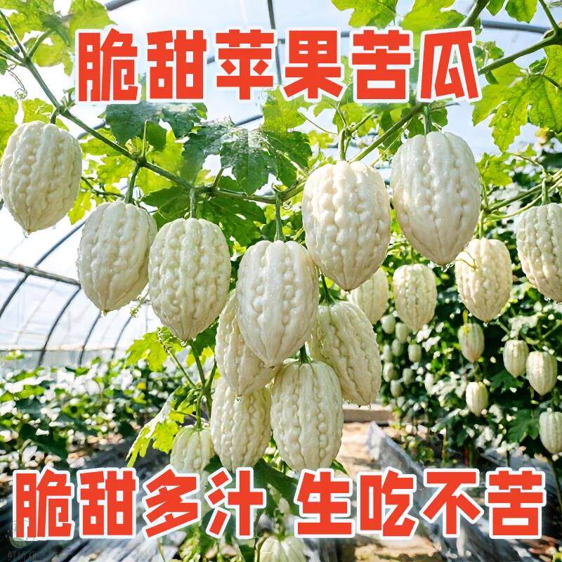 苹果苦瓜种子甘甜脆水果苦瓜春季四季播蔬菜种子大全台湾苹果苦瓜