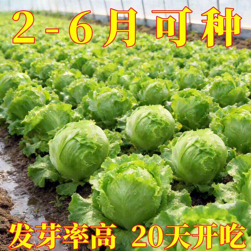 结球生菜种子包心卷心生菜种籽孑阳台庭院盆栽田园蔬菜四季易种