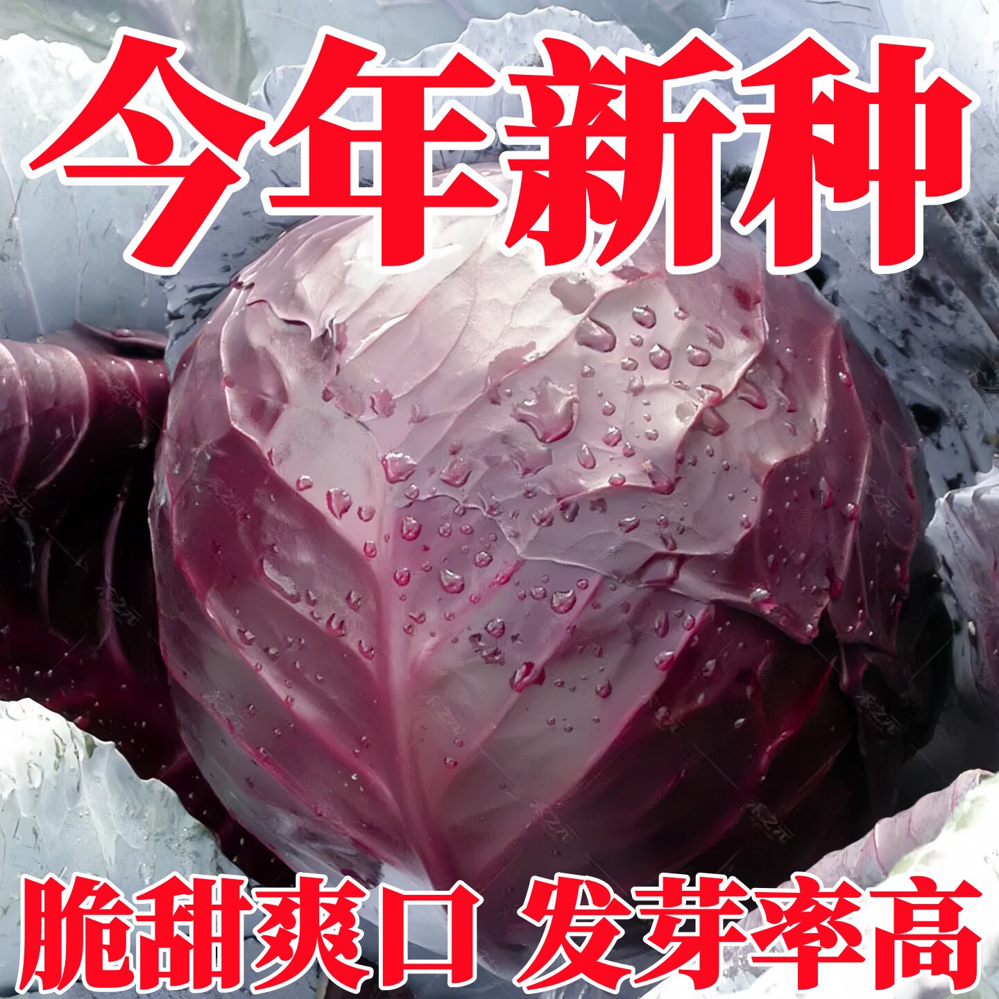 秋播紫甘蓝种子紫罗兰紫包菜种子四季蔬菜种子大头菜包心菜圆白菜