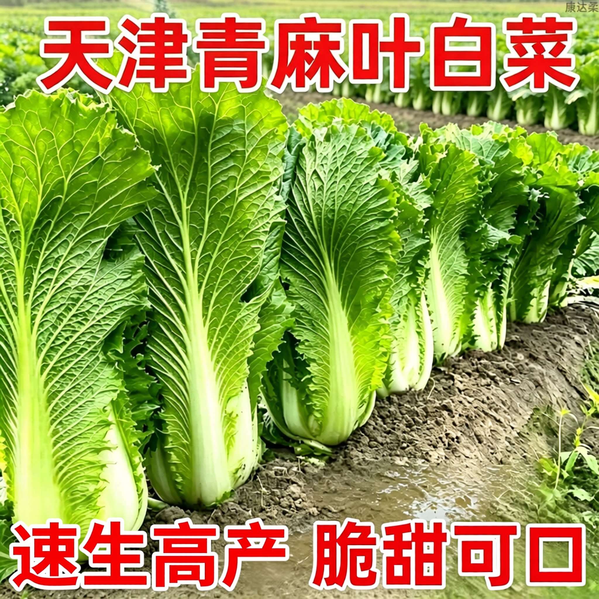 天津绿青口大白菜青麻叶秋天高产夏秋季菜四季过冬冬季蔬菜棒白菜