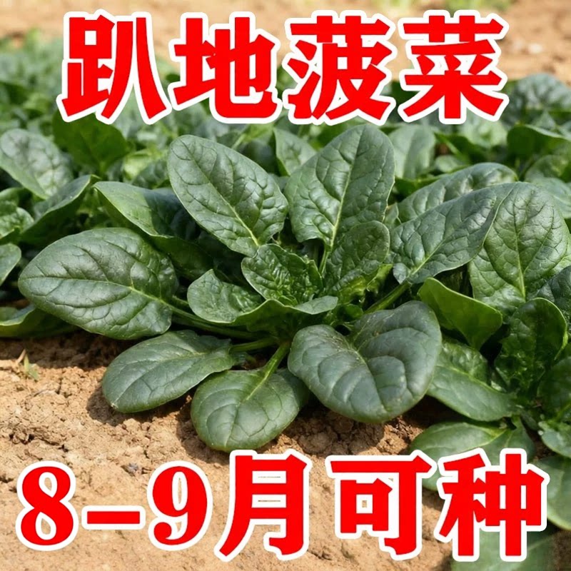 趴地菠菜种子南北方种植四季波菜种籽孑青菜籽种冬季耐寒蔬菜种子