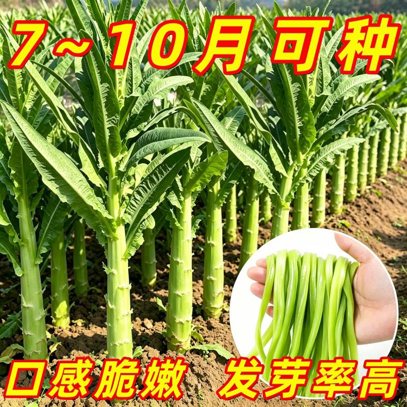 贡菜种子早熟高产菜园大田响山蛰菜种籽四季种植易成活特色蔬菜种