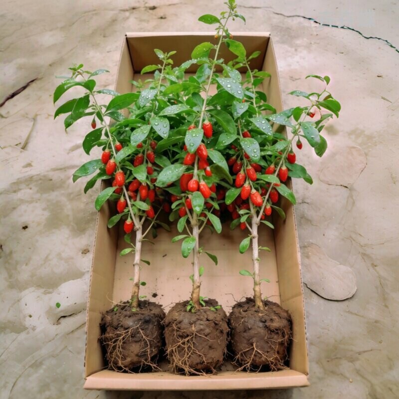 宁夏枸杞树苗耐寒枸杞果树苗南北方盆栽地栽庭院阳台种植当年结果