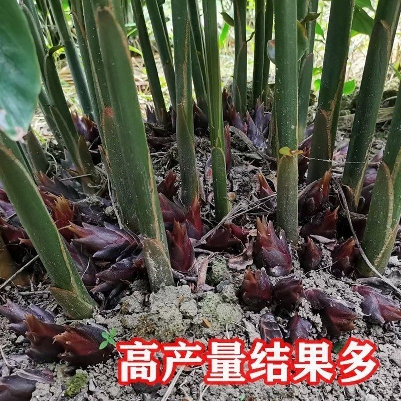 阳荷姜种子根种苗四季农家蔬菜野菜现挖新鲜洋荷姜种子苗