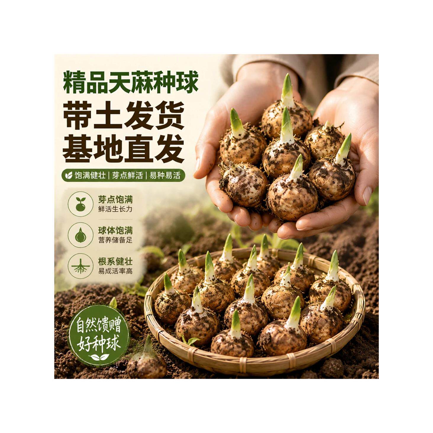 天麻种植苗种子正宗高产天麻种球0代种新鲜带芽高产室内室外阳台