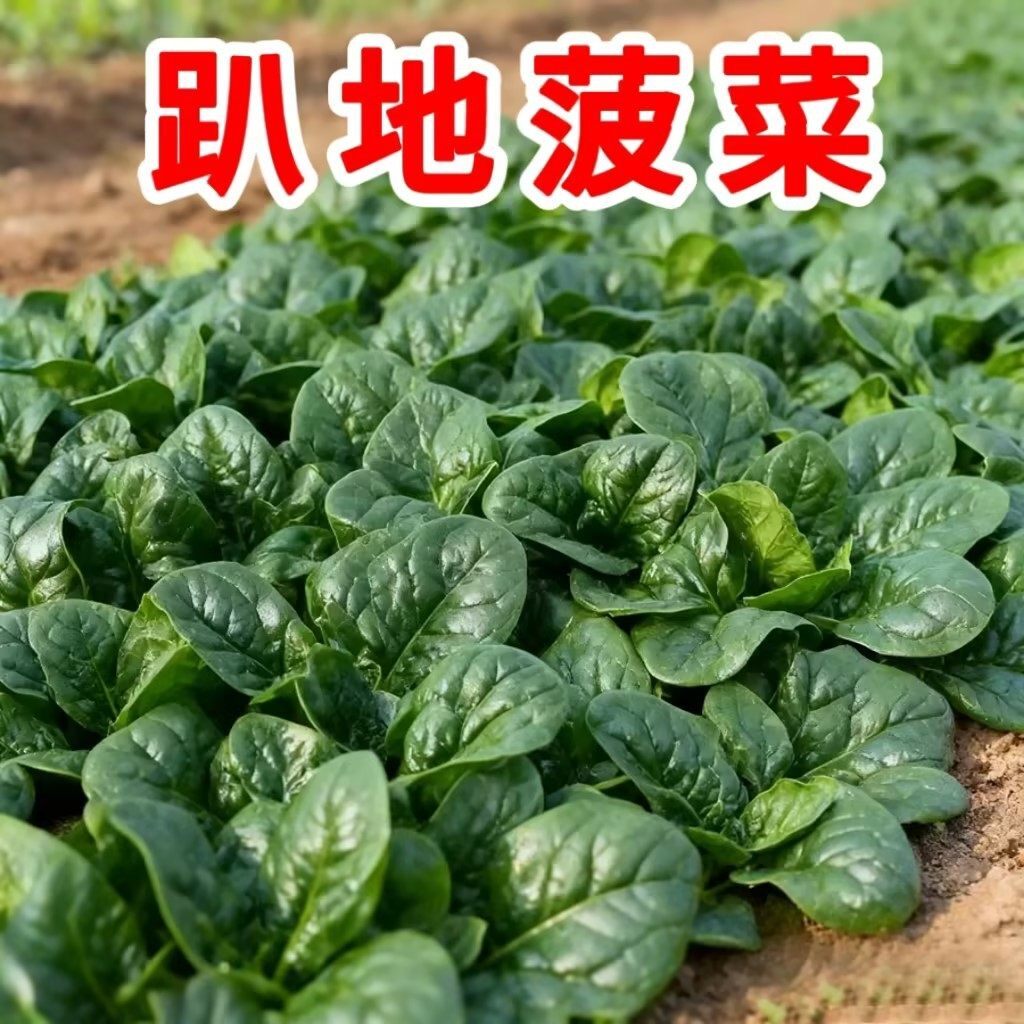 【趴地菠菜种子】大叶黑圆叶菠菜种籽耐热耐寒高产蔬菜种子四季播