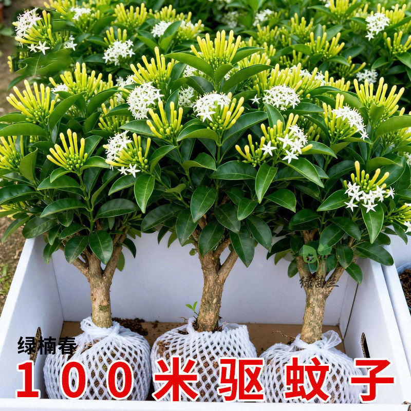 夜来香盆栽花树苗老桩带花苞室内外驱蚊花卉植物庭院阳台好养易活