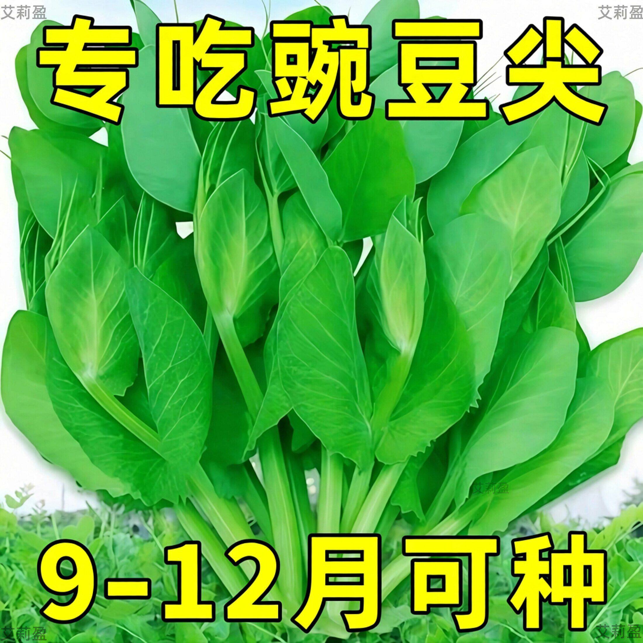 豌豆尖种子专吃豌豆四川无须鲜嫩秋播耐寒农家水培四季种植蔬菜籽