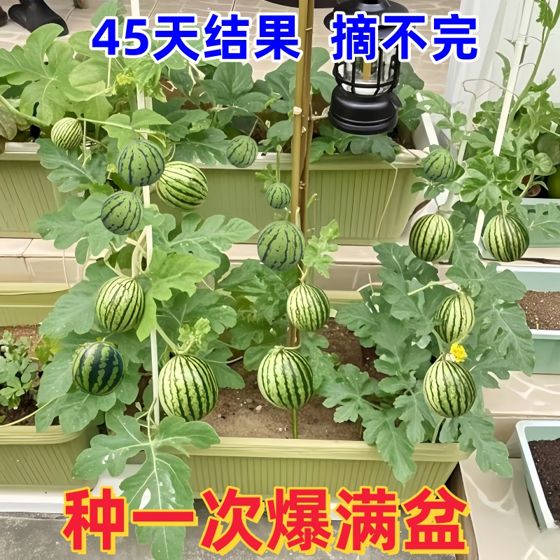 超甜麒麟蜜罐薄皮小西瓜种无籽小西瓜四季种植阳台庭院盆栽水果种