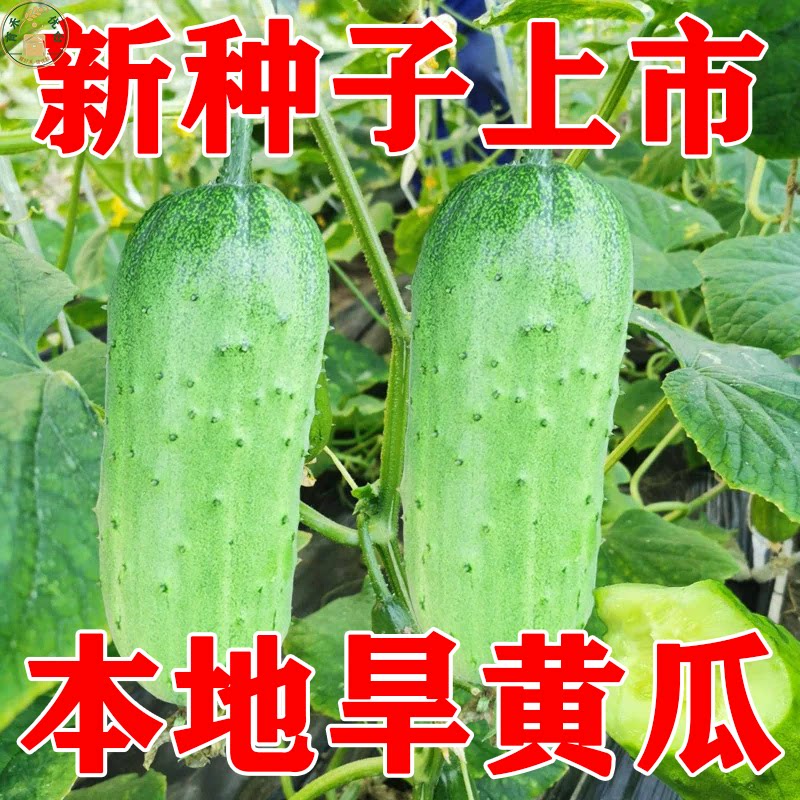 耐高温旱黄瓜种子唐山秋瓜高产不搭架黄瓜种籽农家庭院盆栽蔬菜种