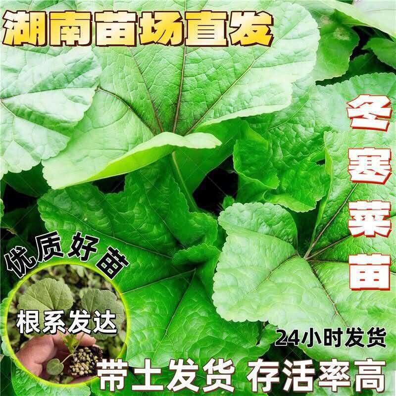 四川糯米冬寒菜种子苗秧苗一年四季幼苗蔬菜种籽南方菜种冬季活苗
