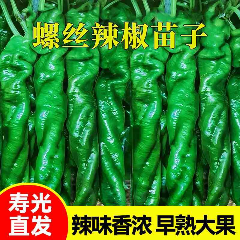 又香又辣大果螺丝椒秧苗带土球巨型陇椒线椒薄皮辣椒种子四季盆栽