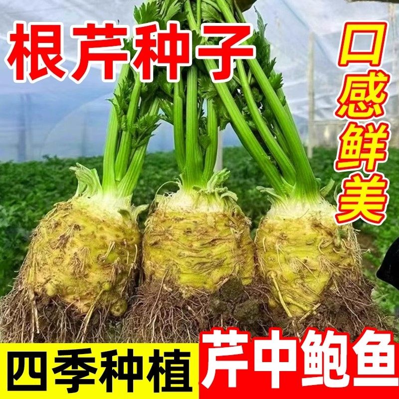 根芹菜种籽地中海根芹种子孑四季洋芹蔬菜苗阳台盆栽易活芹菜根苗