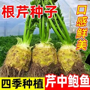根芹菜种籽地中海根芹种子孑四季洋芹蔬菜苗阳台盆栽易活芹菜根苗