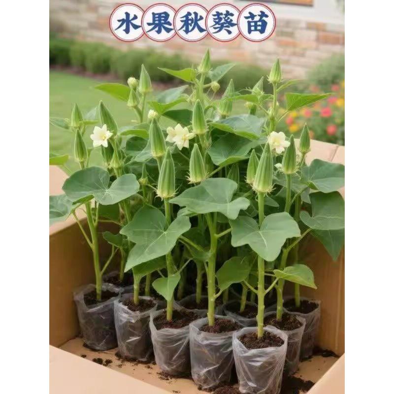 超嫩水果秋葵秧苗秧红秋葵种子生吃不易老四季盆栽带土球耐寒耐热